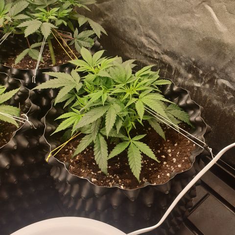 Wedding cake growlog timeline photo
