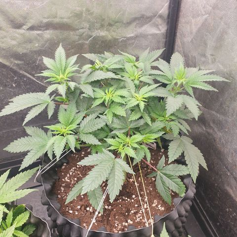 OG kush x White widow growlog timeline photo