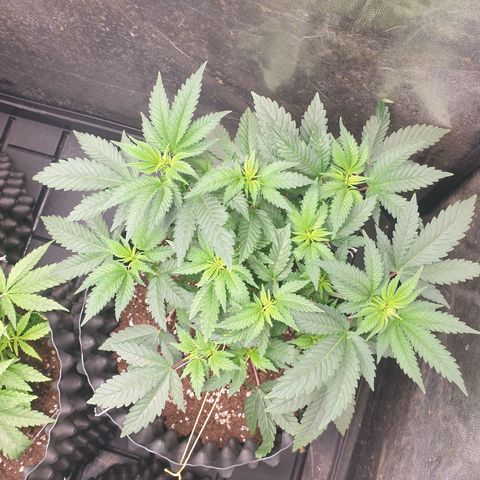 OG kush x White widow growlog timeline photo
