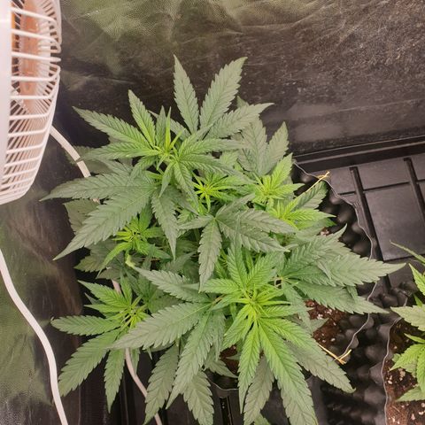 Critical widow growlog timeline photo