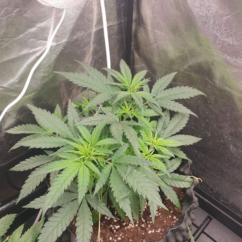 Critical widow growlog timeline photo