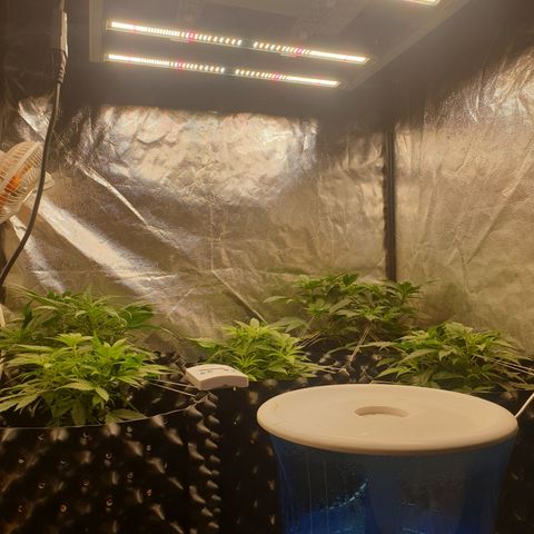 Critical widow growlog timeline photo