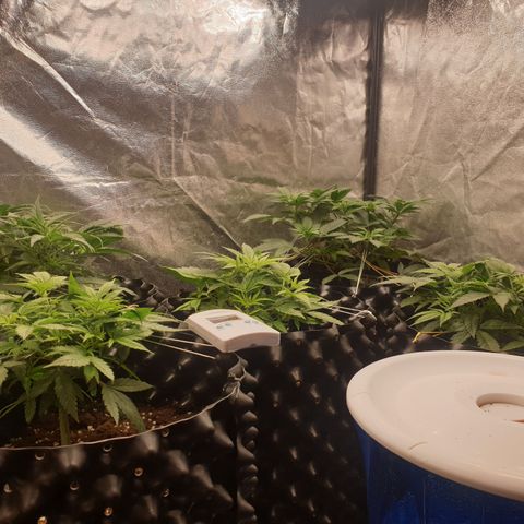 Critical widow growlog timeline photo
