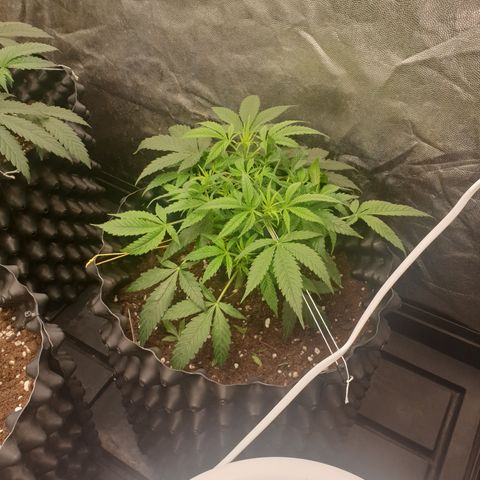 Critical widow growlog timeline photo