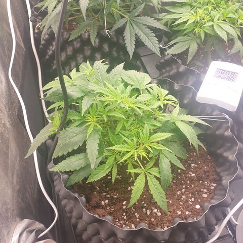 Critical widow growlog timeline photo