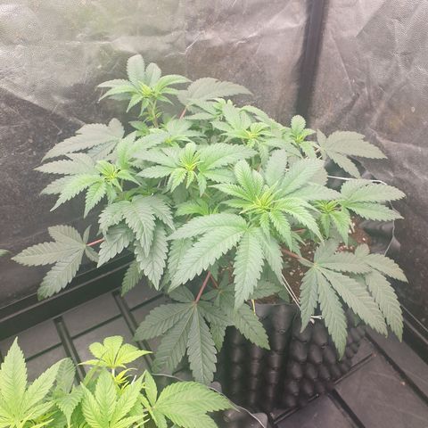 Critical widow growlog timeline photo