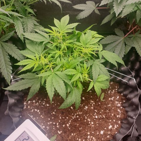 Critical widow growlog timeline photo