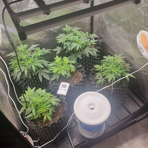 Critical widow growlog timeline photo