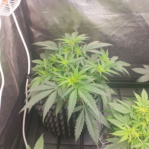 Critical widow growlog timeline photo