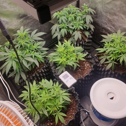 Critical widow growlog timeline photo