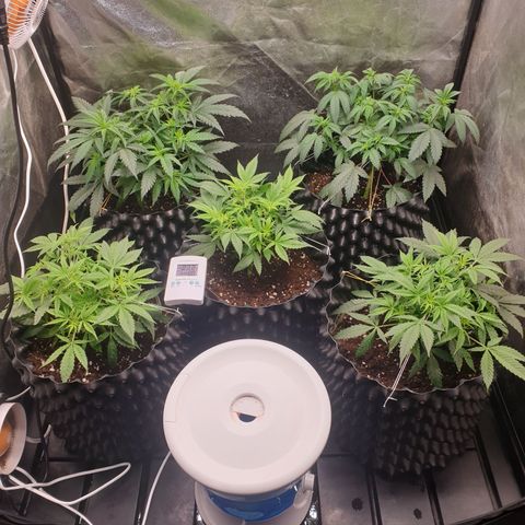 Critical widow growlog timeline photo