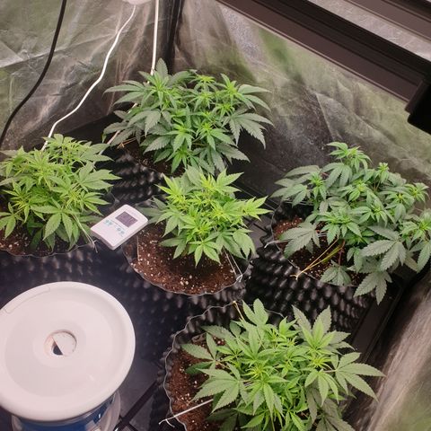 Critical widow growlog timeline photo