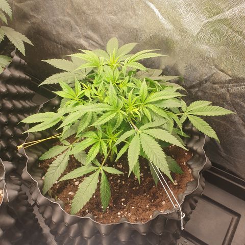 Wedding cake growlog timeline photo