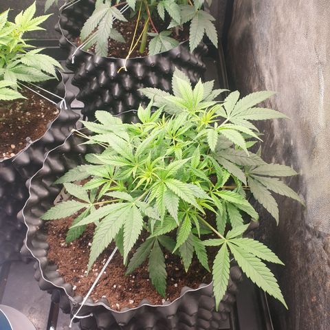 Wedding cake growlog timeline photo