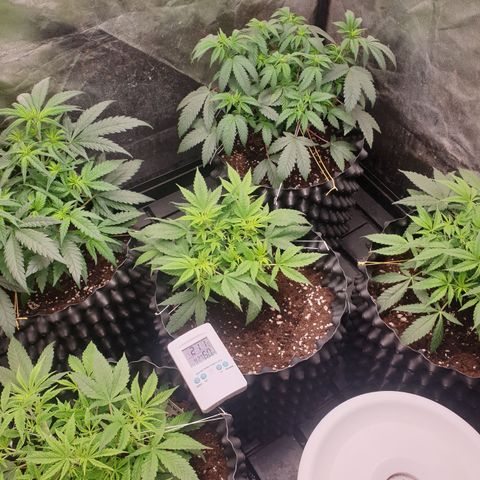 Wedding cake growlog timeline photo