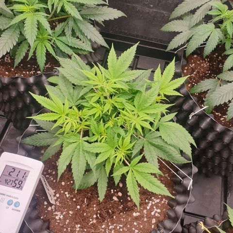 Wedding cake growlog timeline photo
