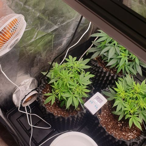 Wedding cake growlog timeline photo