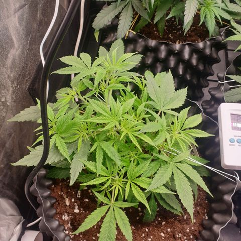 Wedding cake growlog timeline photo