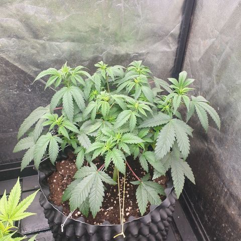 Critical widow growlog timeline photo