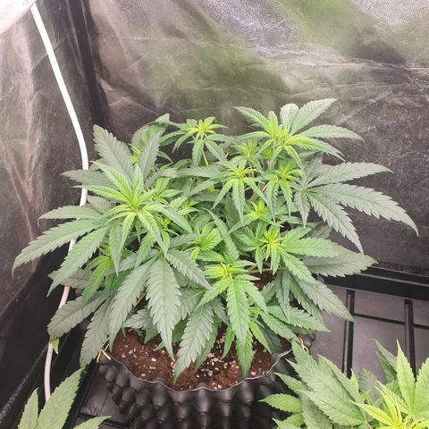 Critical widow growlog timeline photo