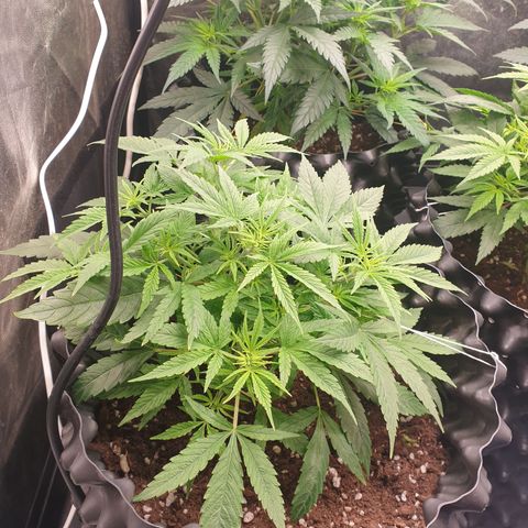 Critical widow growlog timeline photo