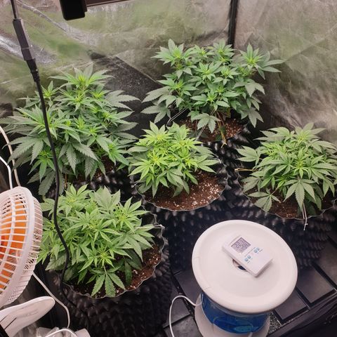 Critical widow growlog timeline photo