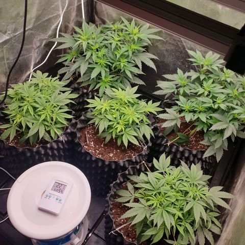 Critical widow growlog timeline photo