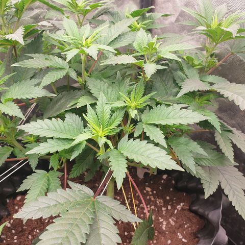 Critical widow growlog timeline photo