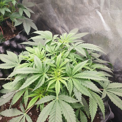 Critical widow growlog timeline photo