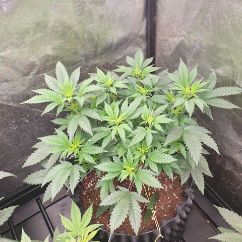 Critical widow growlog timeline photo