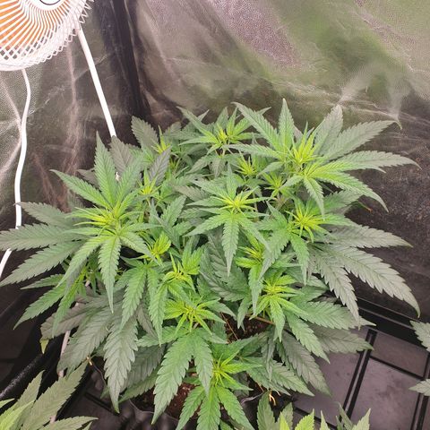 Critical widow growlog timeline photo