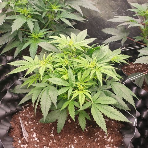 Critical widow growlog timeline photo