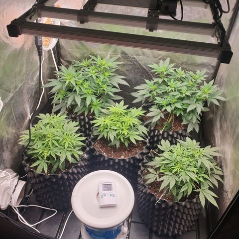 Critical widow growlog timeline photo