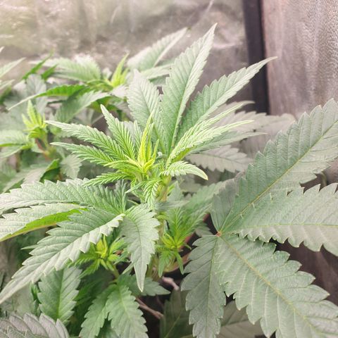 Critical widow growlog timeline photo