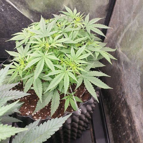 Critical widow growlog timeline photo