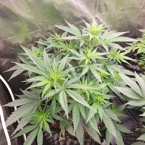 Critical widow growlog timeline photo