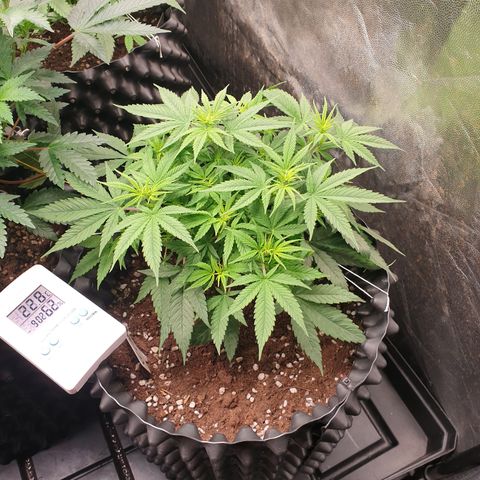 Critical widow growlog timeline photo