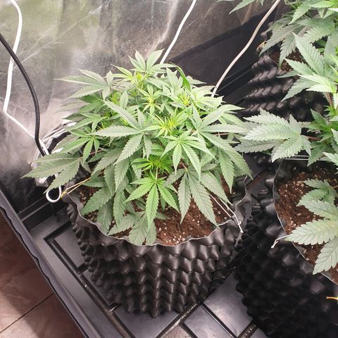 Critical widow growlog timeline photo
