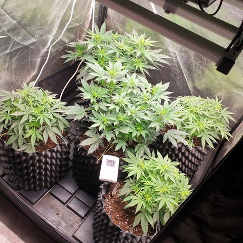 Critical widow growlog timeline photo
