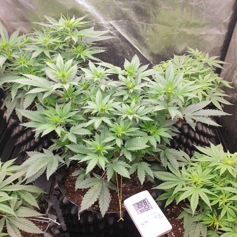 Critical widow growlog timeline photo
