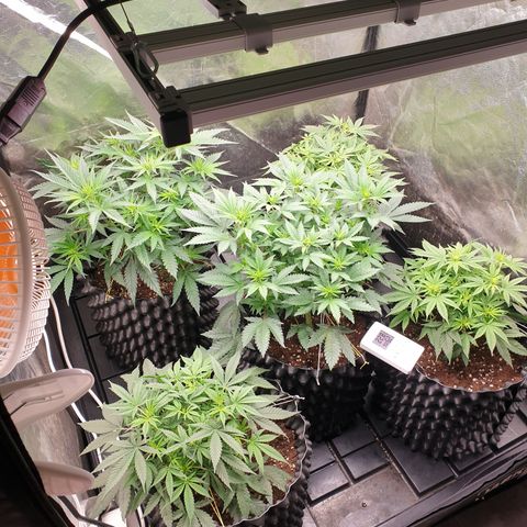 Critical widow growlog timeline photo