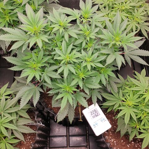 Critical widow growlog timeline photo