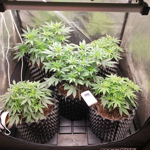 Critical widow growlog timeline photo