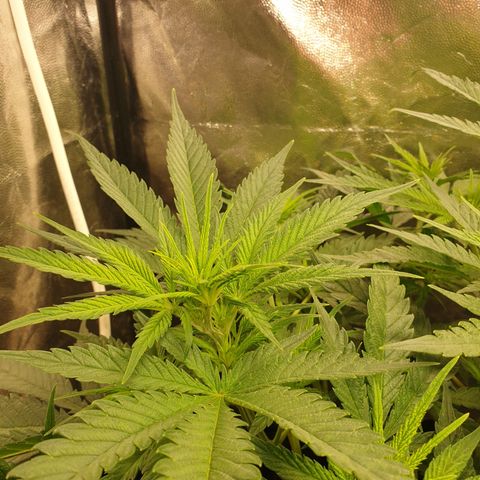 Critical widow growlog timeline photo