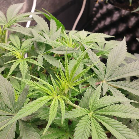 Critical widow growlog timeline photo