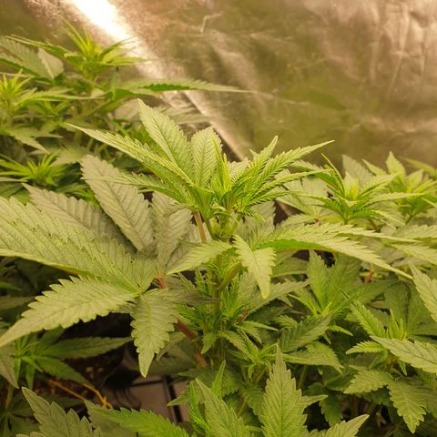 Critical widow growlog timeline photo