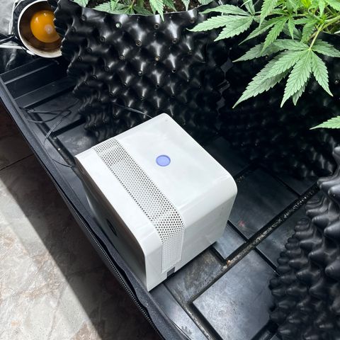 Critical widow growlog photo: Trying to reduce the HR to 50%