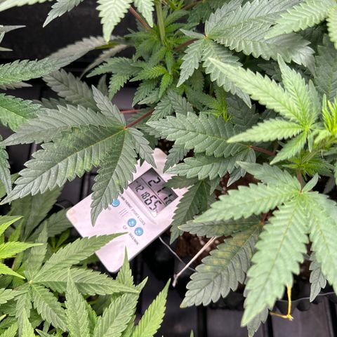 Critical widow growlog photo: Trying to reduce the HR to 50%