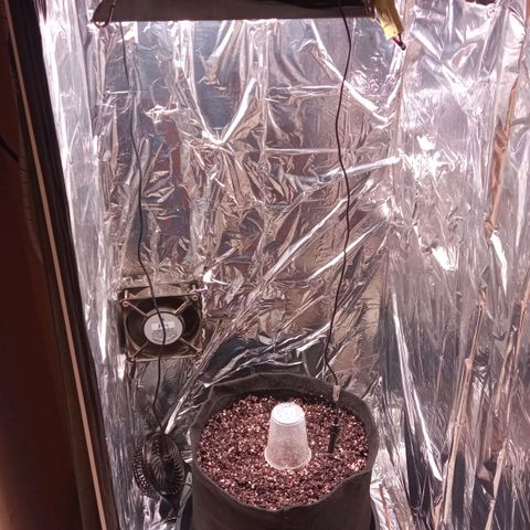 BlackberryKush growlog photo: Colocada ao solo 