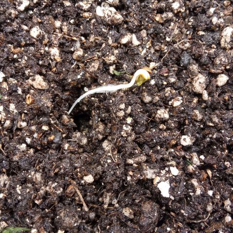 BlackberryKush growlog photo: Colocada ao solo 